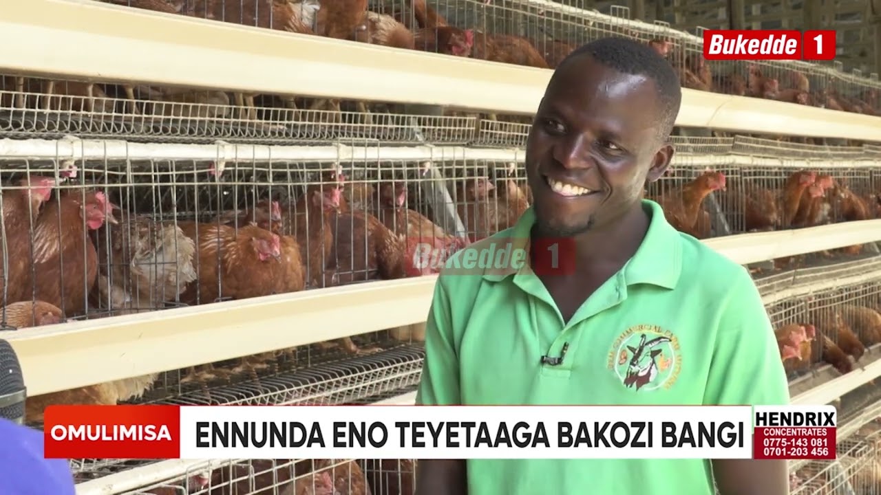 Omulimisa byolina okumanya nga oyagala okulundira enkoko mu Katimba