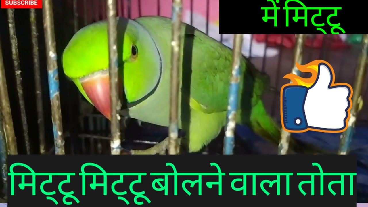 mittu mittu talking parrot funny video in hindi mp4 | mittu new video 2021 | plzz subscribe 😍🥳#mittu
