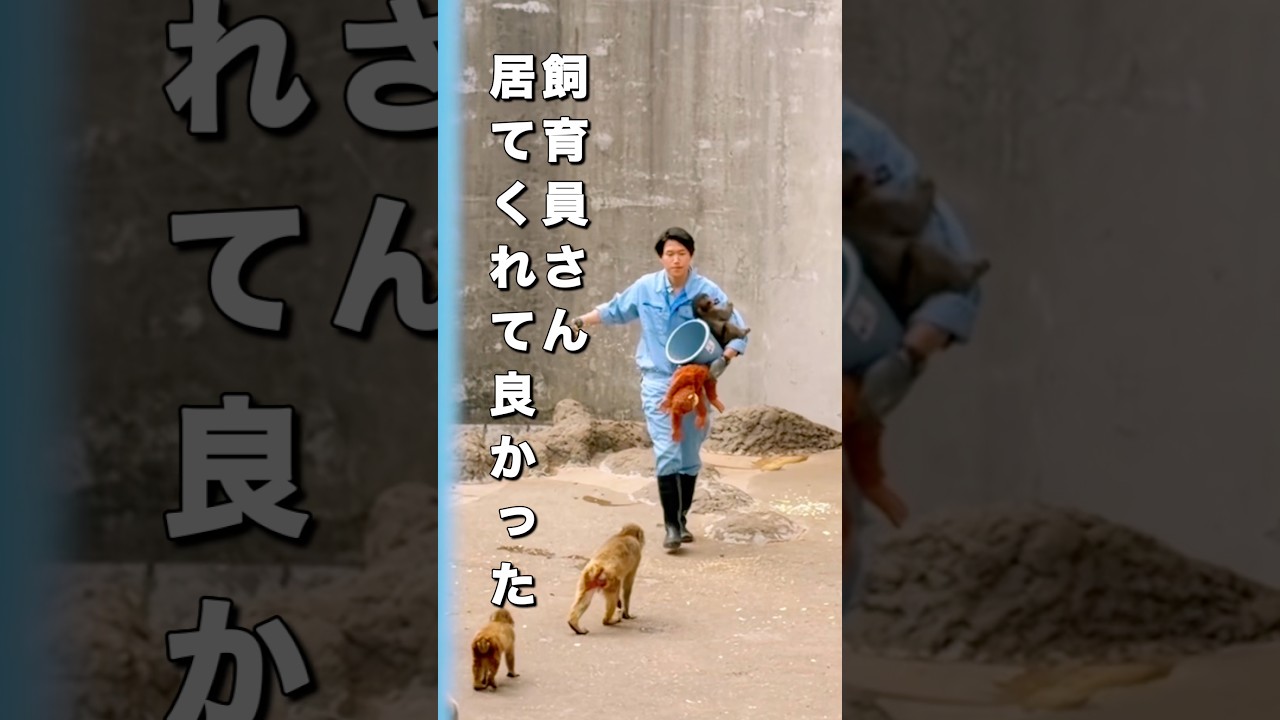 【市川市動植物園パンチ君】猿山で響き渡るパンチ君の叫び声‼︎#shorts