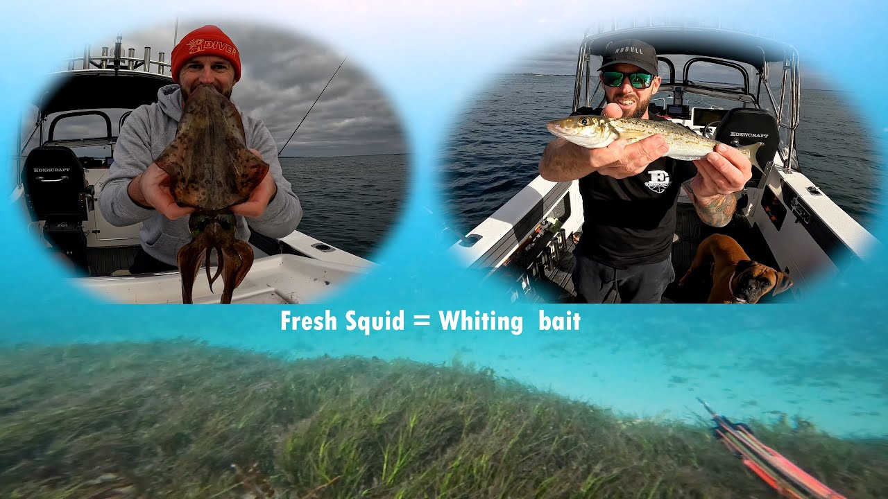 Catching whiting with fresh squid and I dive into the whiting grounds