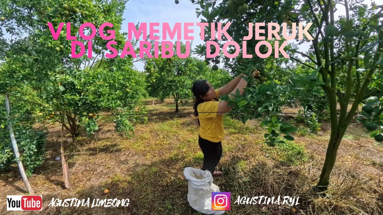 Vlog Memetik Jeruk di Saribu Dolok #2 