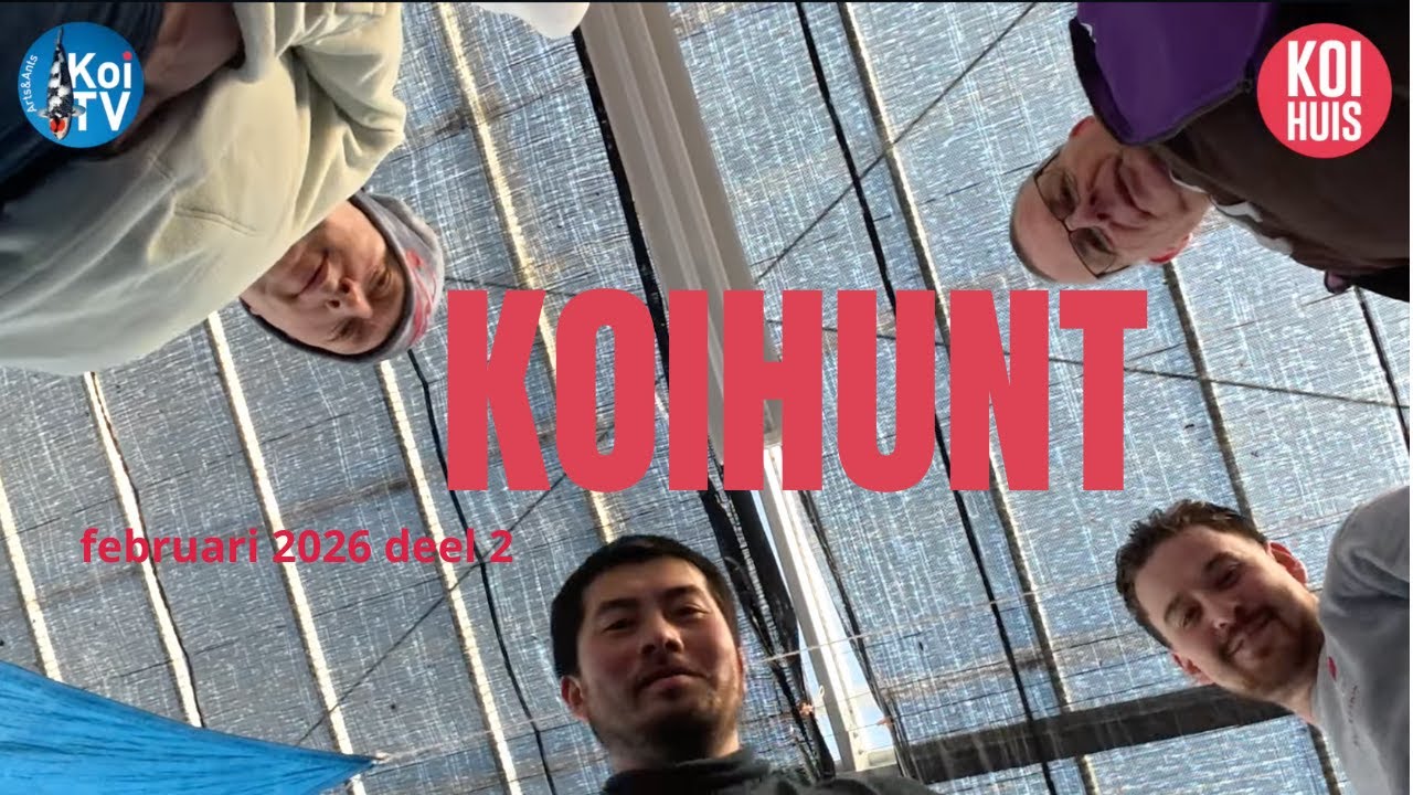 KoiHunt, февраль 2026, часть 2 | Выбор заводчиков | Миятора
