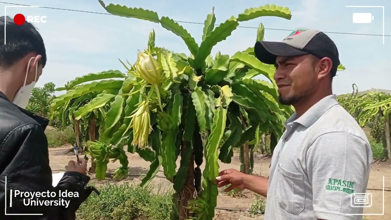 Manejo Agronómico del Cultivo de la Pitahaya - Lambayeque