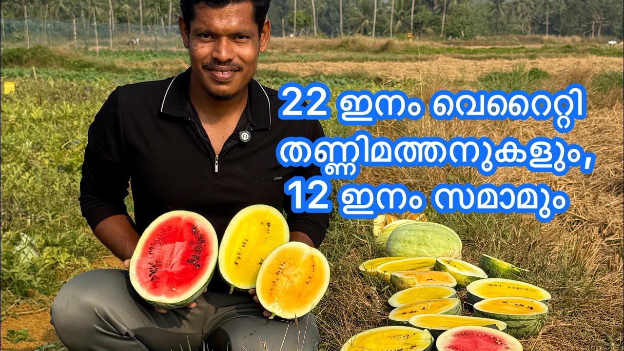 തണ്ണിമത്തലിൽ ഏറ്റവും മധുരം കൂടിയത് ഈ ഒരു വെറൈറ്റി ആണ്  #watermelonfarming #തണ്ണിമത്തൻകൃഷി 