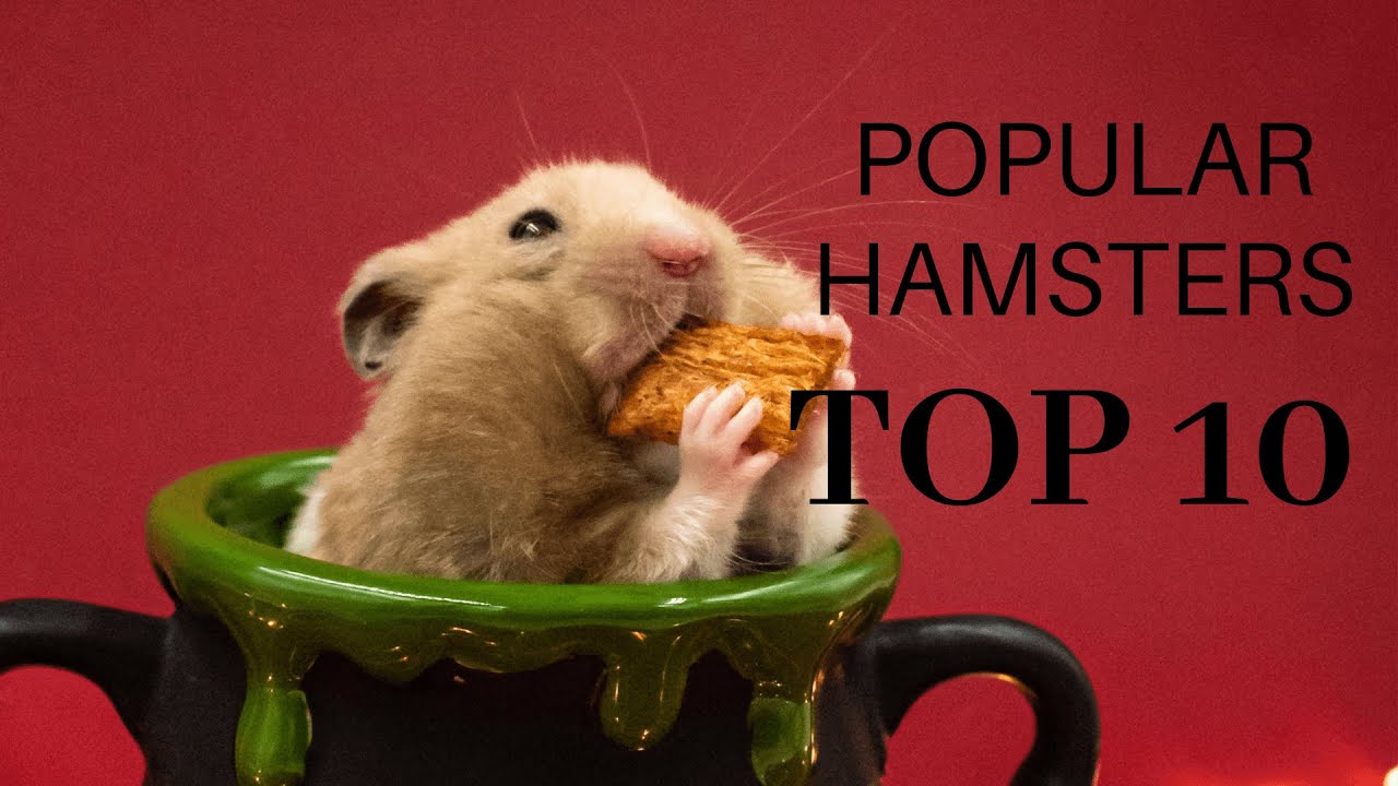 Adventures of a Curious Hamster: Exploring a Tiny World, top 10 hamsters