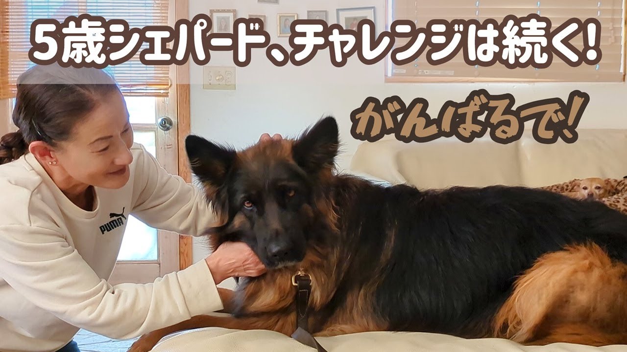 【ジャーマンシェパード】犬も飼い主も訓練で若返ってます(笑)