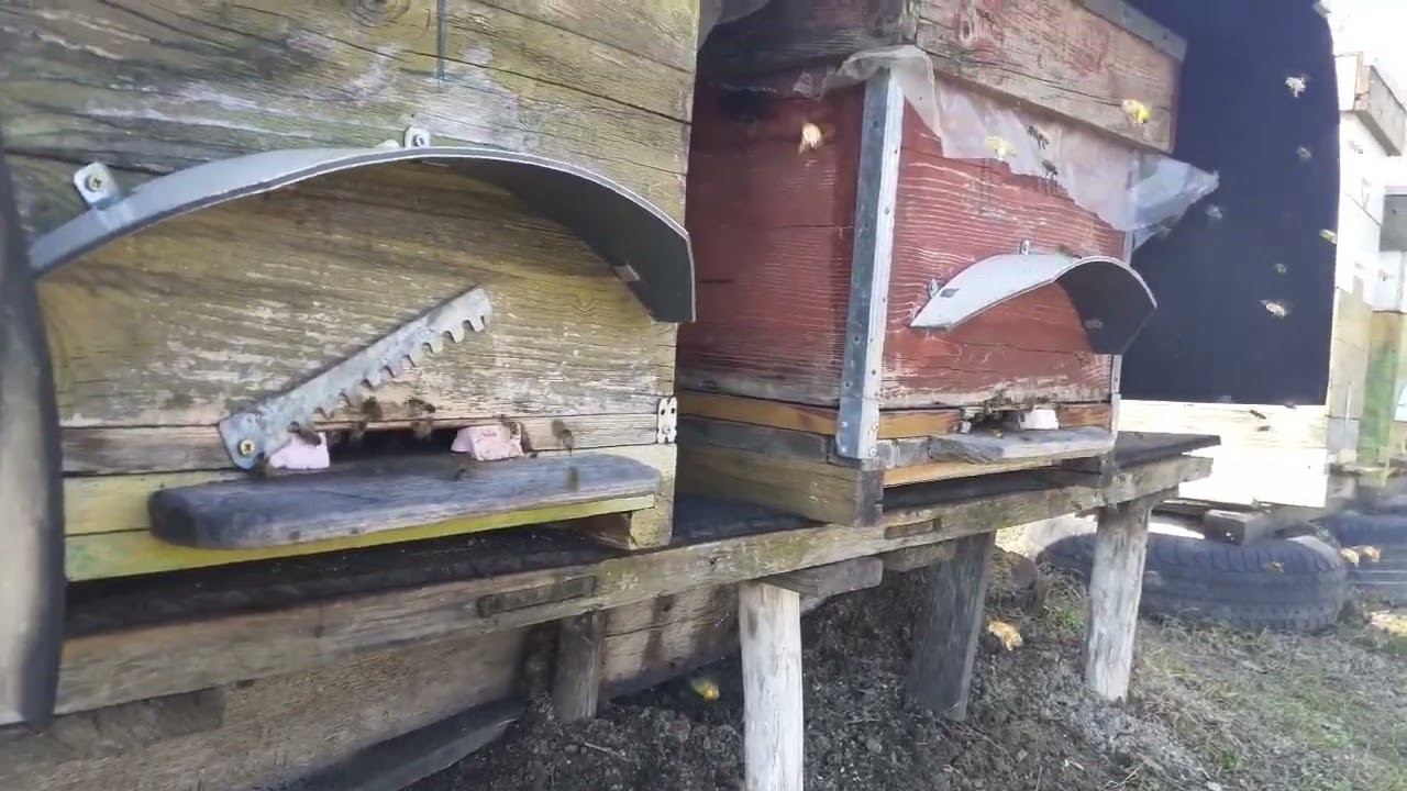Dezvoltare buna si mult polen, la familiile de albine ! 