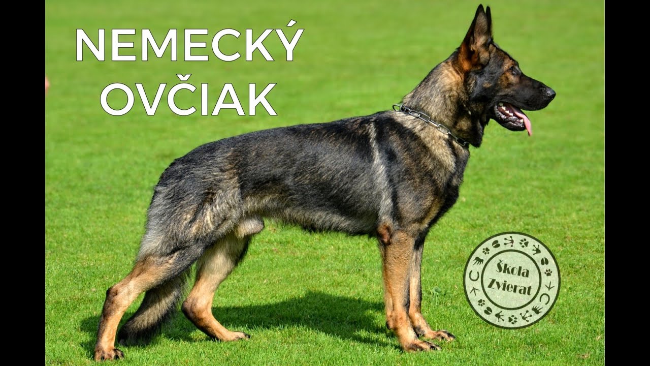 Škola Zvierat - Nemecký Ovčiak