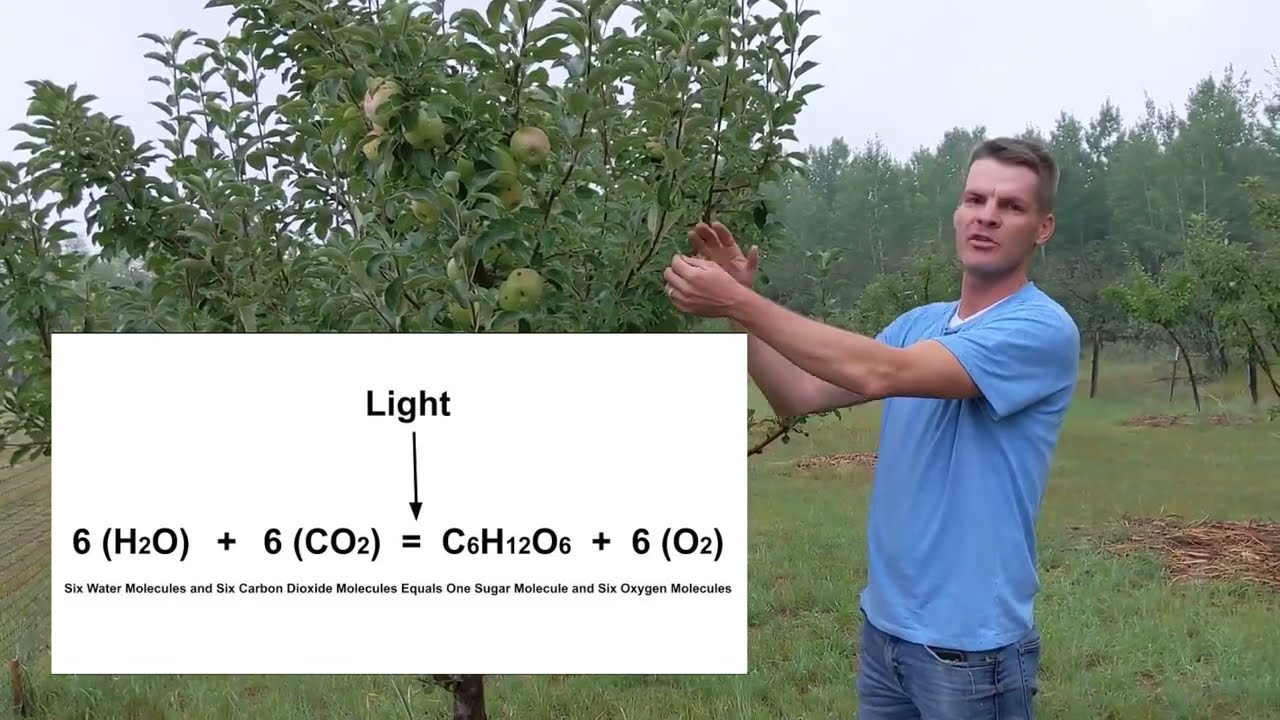The 2 Purposes of a Fruit Tree Canopy