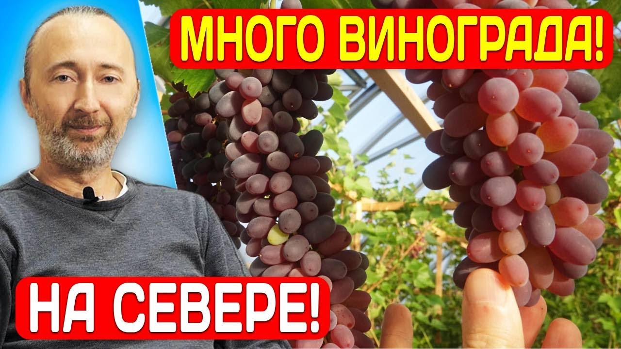 Как вырастить виноград даже на севере УЖЕ в июле, без химии? Огромный урожай сладкого БИО винограда!