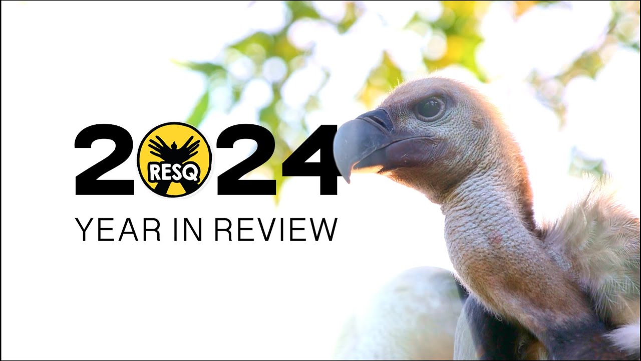2024 at RESQ Charitable Trust: Year in review #rescueanimals #wildliferescue