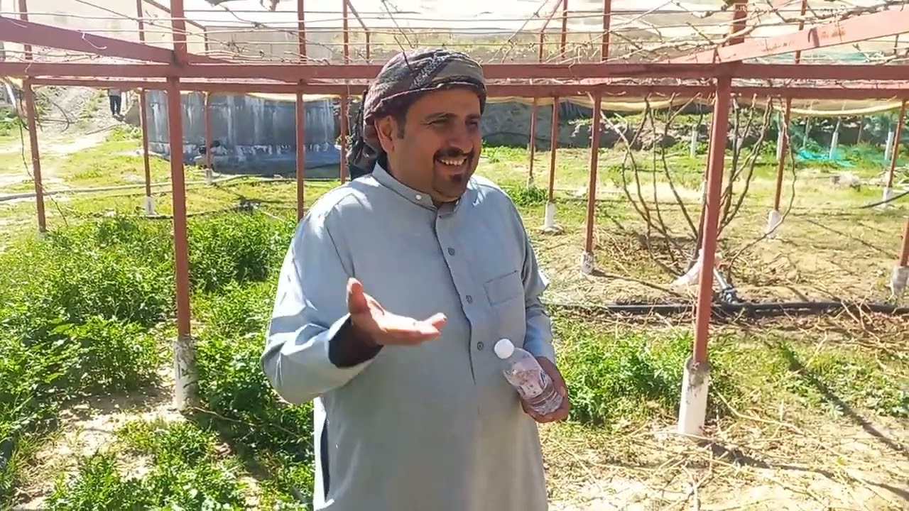 ما اسرار سعر(العنب الطائفي ) بالجيم ومنطقة بني سعد بالطائف _السعودية  The best types of Saudi grapes