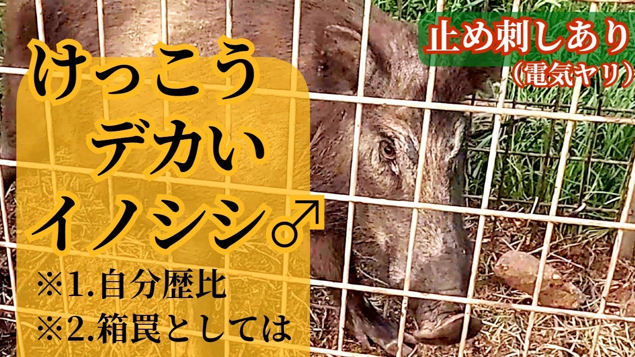 けっこうデカいのが入った！箱罠で雄イノシシ捕獲！【電気ヤリ止め刺しあり】