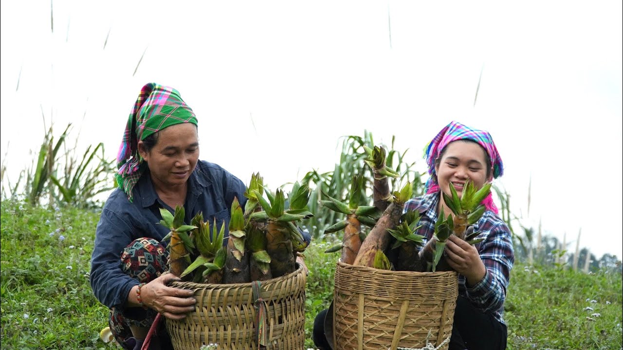 Поездка в лес за сбором побегов бамбука для г-жи Там и Тьеу Ми была действительно очень значимой.