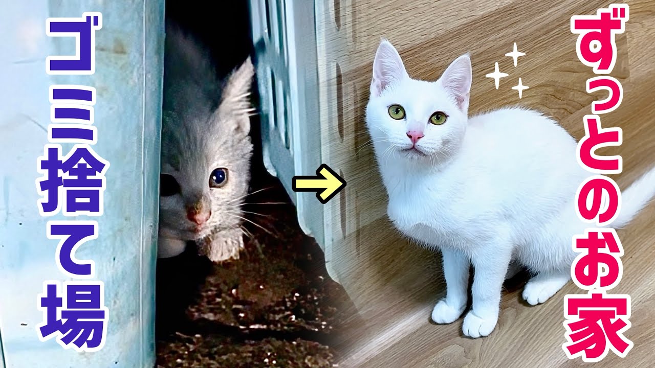 独りゴミ捨て場で鳴いていた子猫が､幸せを掴むまでの半年間の軌跡