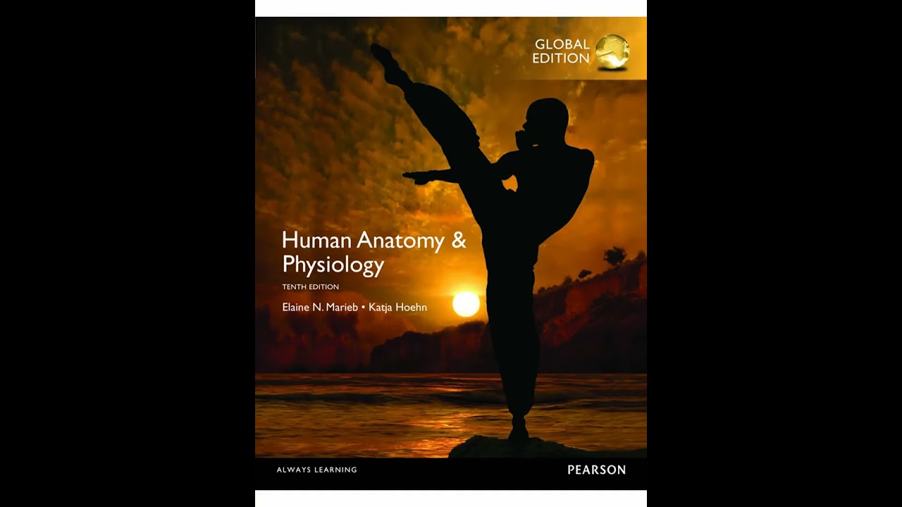 The Digestive System | Chapter 23 - Human Anatomy & Physiology