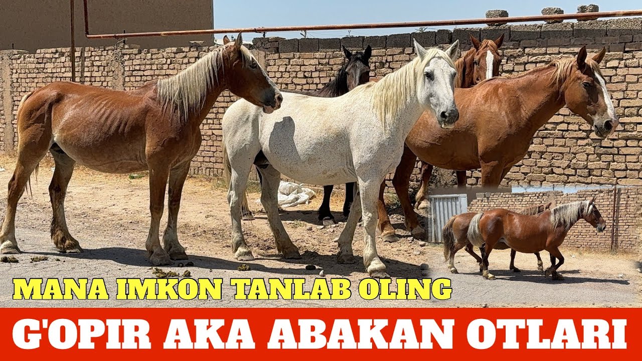 G'OPIR AKA ABAKAN BO'G'OZ BIYALARI QORA BAYIR BIYA VA AYG'IRLARI 8 mlndan TOYLA KELDI KOTTA PARTIYA.