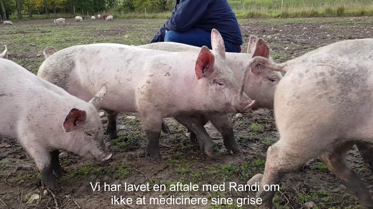 Slagter Friis - rigtige frilands grise