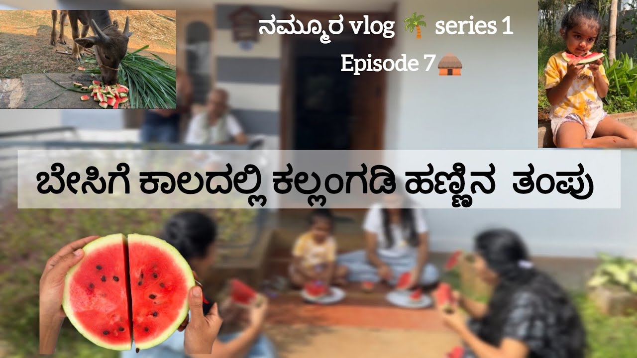 ನಮ್ಮೂರ vlog 🌴 series 1| episode 7| ಕಲ್ಲಂಗಡಿ ಹಣ್ಣು #villagevlog #lifestyleinvillage #watermelon 