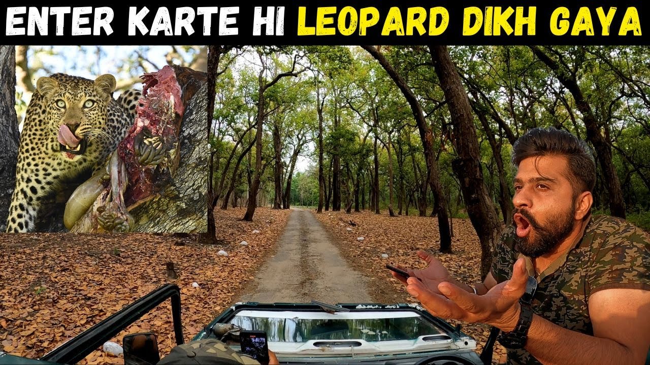Leopard kills deer | Rajaji Tiger Reserve | Rajaji Safari price | Rajaji Best Zone | Chillawali Zone
