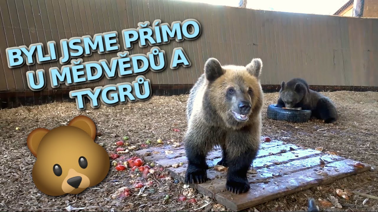 KONTAKTNÍ ZOO - BYLI JSME PŘÍMO U MEDVĚDŮ A TYGRŮ 💗 VYSOKÉ TATRY DEN 7 🌞