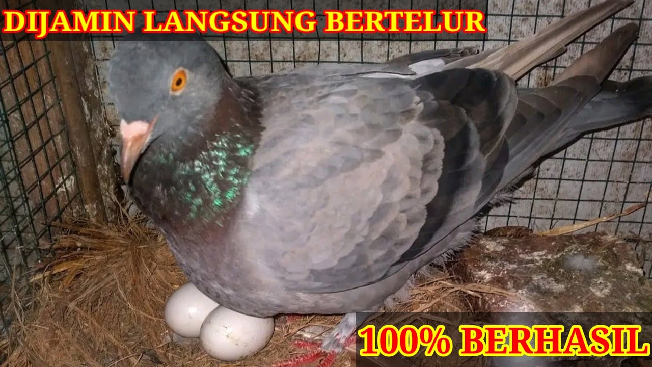 CARA JITU MENGATASI MERPATI BETINA TIDAK BERTELUR || mengatasi merpati betina macet nelur