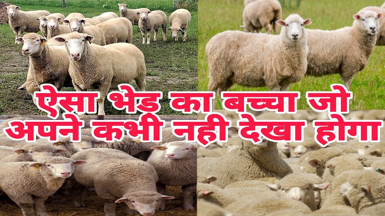 भेड़ का बच्चा | Sheep🐑 Vlog Videos