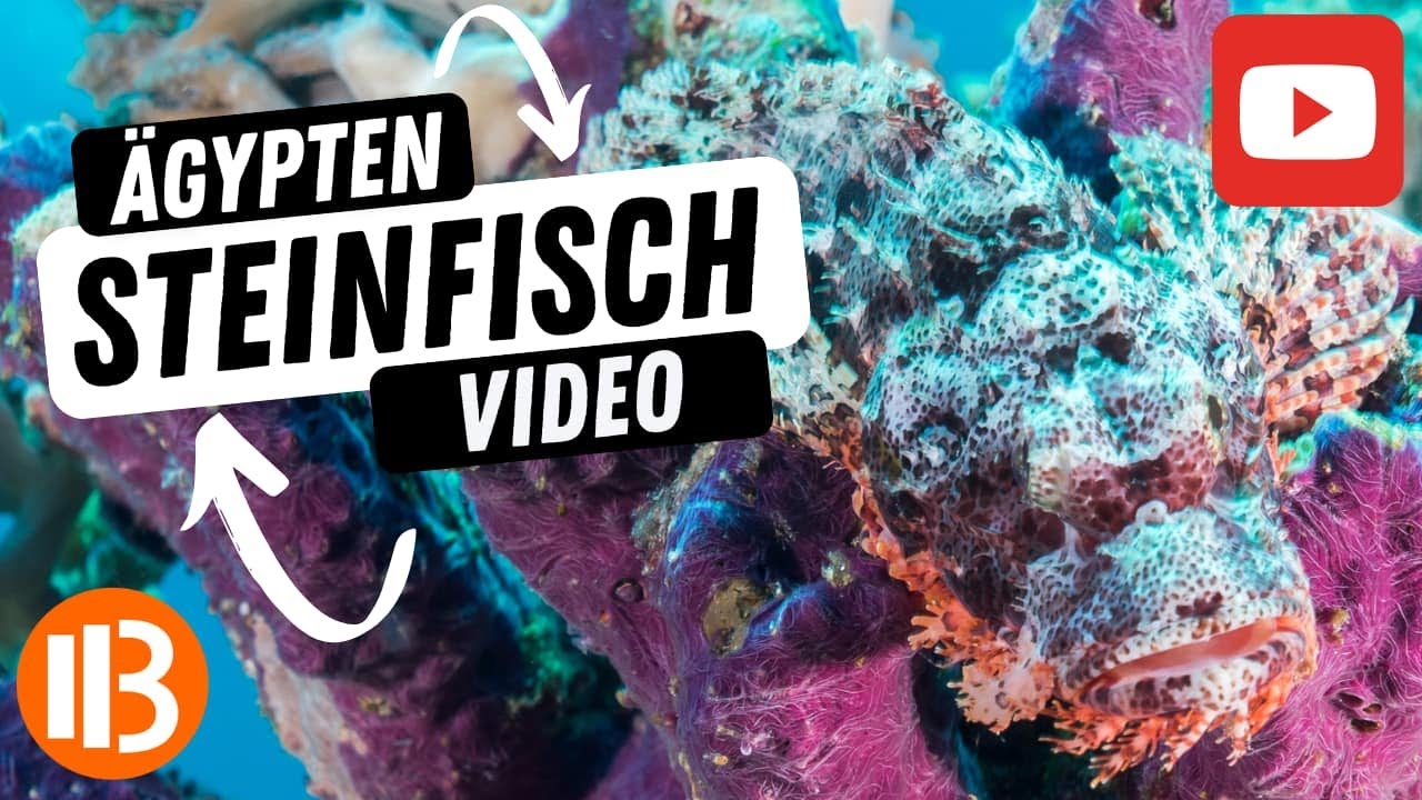 Der t&ouml;dliche Steinfisch &ndash; Feuerrot beim Angriff! ☠️🐟