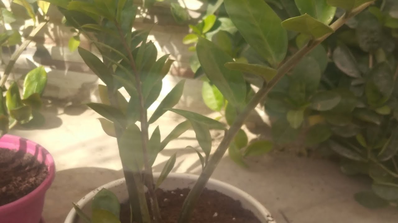 اسباب ومعالجه اصفرار نبات الزاميا