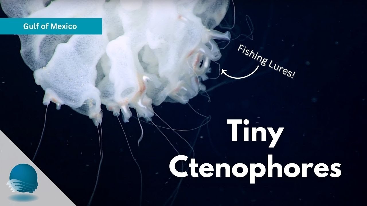 Gulf of Mexico: Tiny Ctenophores