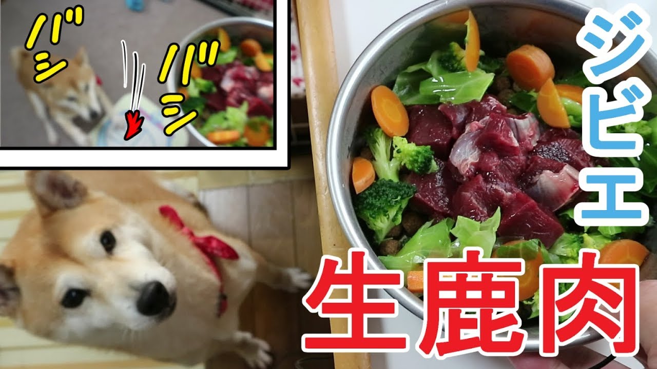 柴犬小春　【憧れの鹿】生鹿肉はここに置け！ジビエ料理に大興奮！Shiba Eats Deer MeatShiba Eats Deer MeatASMR、音フェチ