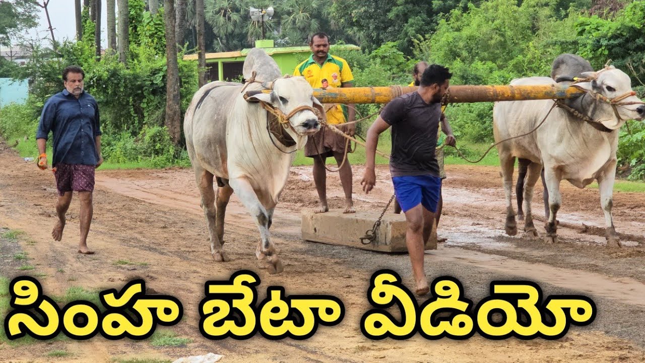 RK Bulls ( సింహ _ పోతిరెడ్డిపల్లి గిత్త ) బేటా వీడియో || వేటపాలెం గ్రామం చుండూరు మండలం బాపట్ల జిల్లా