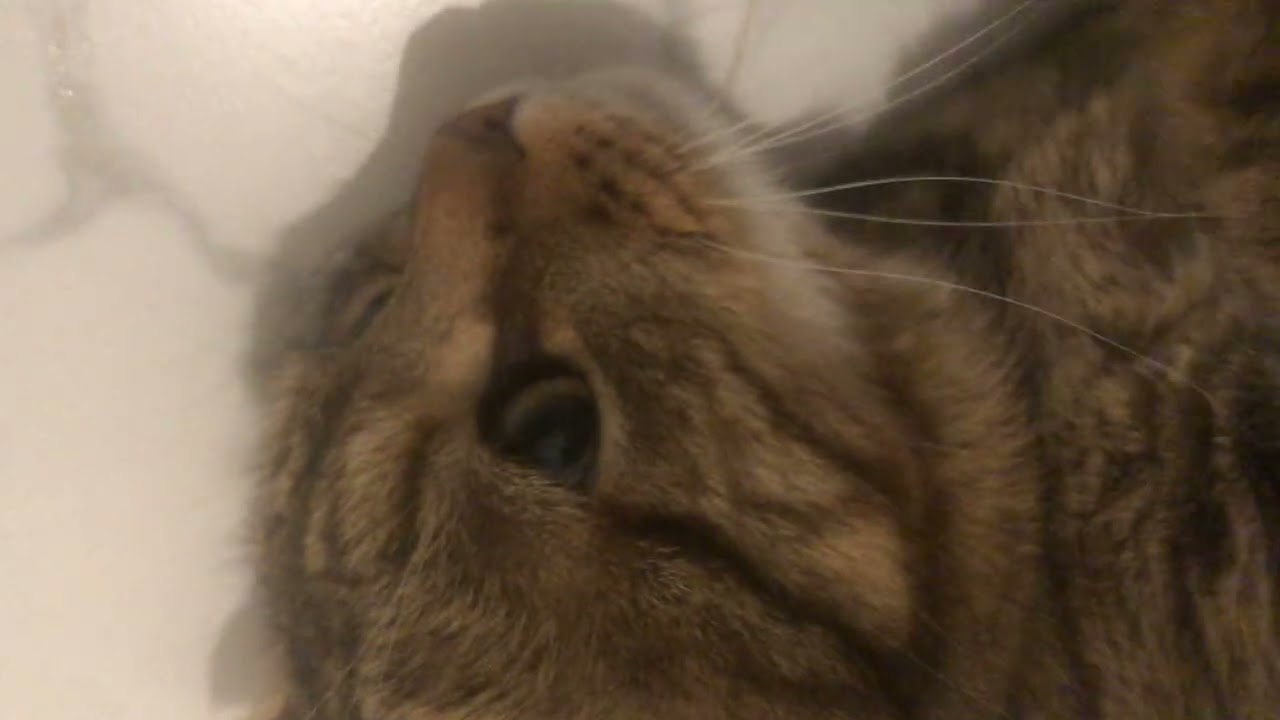 Cat ASMR Mur mur 