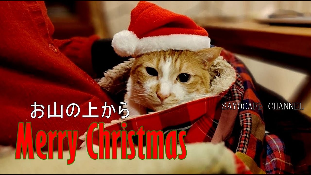 【森のアトリエ暮らし親子】大慌てで動画編集。間に合いました♪お山の上から、Merry Christmas●64歳フィットネスバイクで筋肉強化訓練●焦がしケチャップのナポリタン