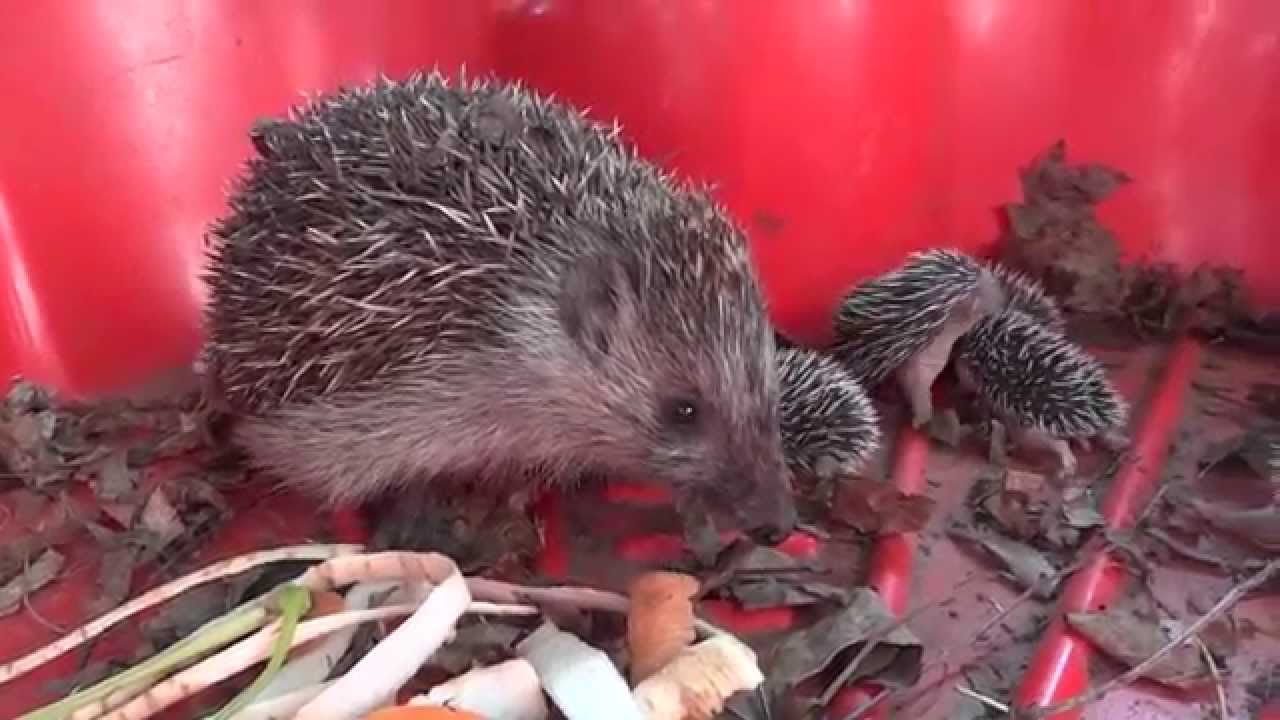 Wild hedgehog family with 8 baby hedgehog