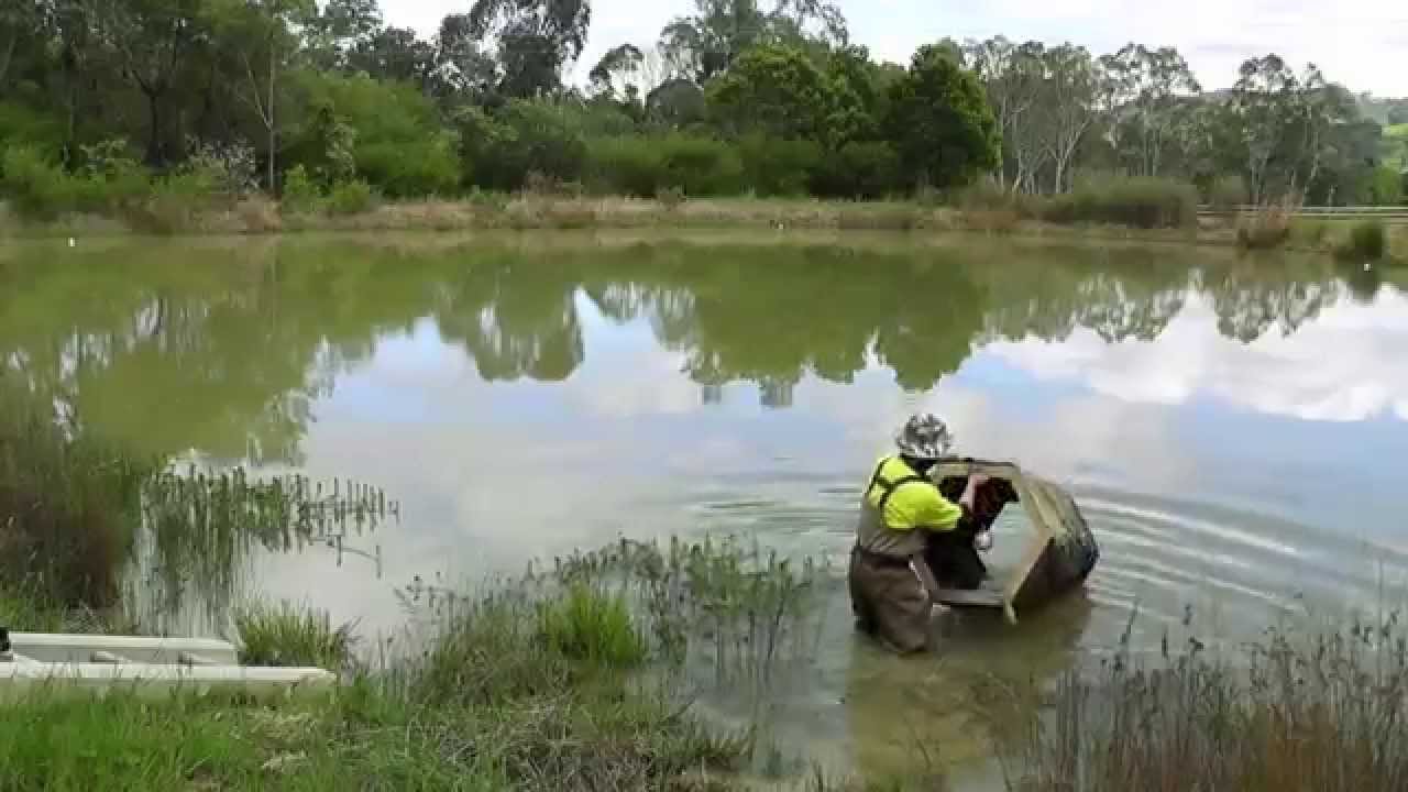 Murray cod production at Snobs Creek