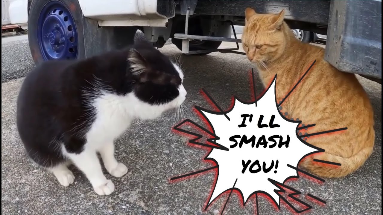 ANOTHER TRASH TALKING CATS VIDEO!🙀|Cat Comics #16