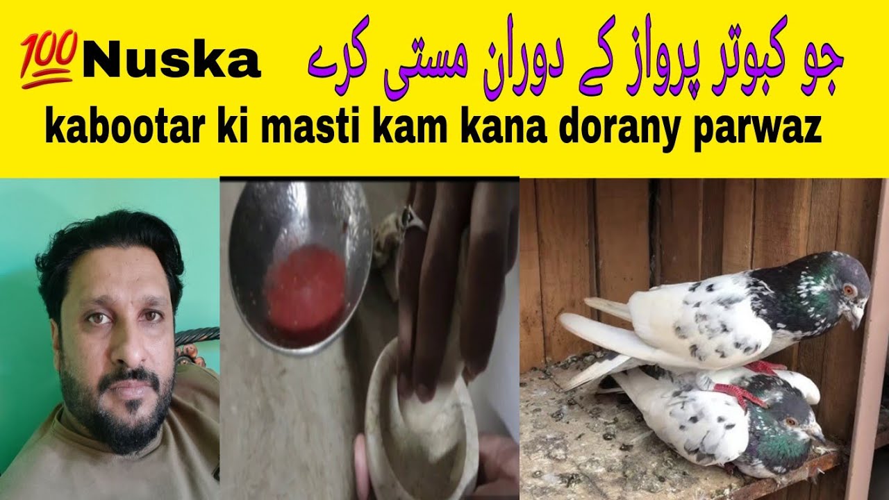 💯nuskha kabootar ki masti khatam karnay ka کبوتر کا مستی کم کرنے کا نسخہ