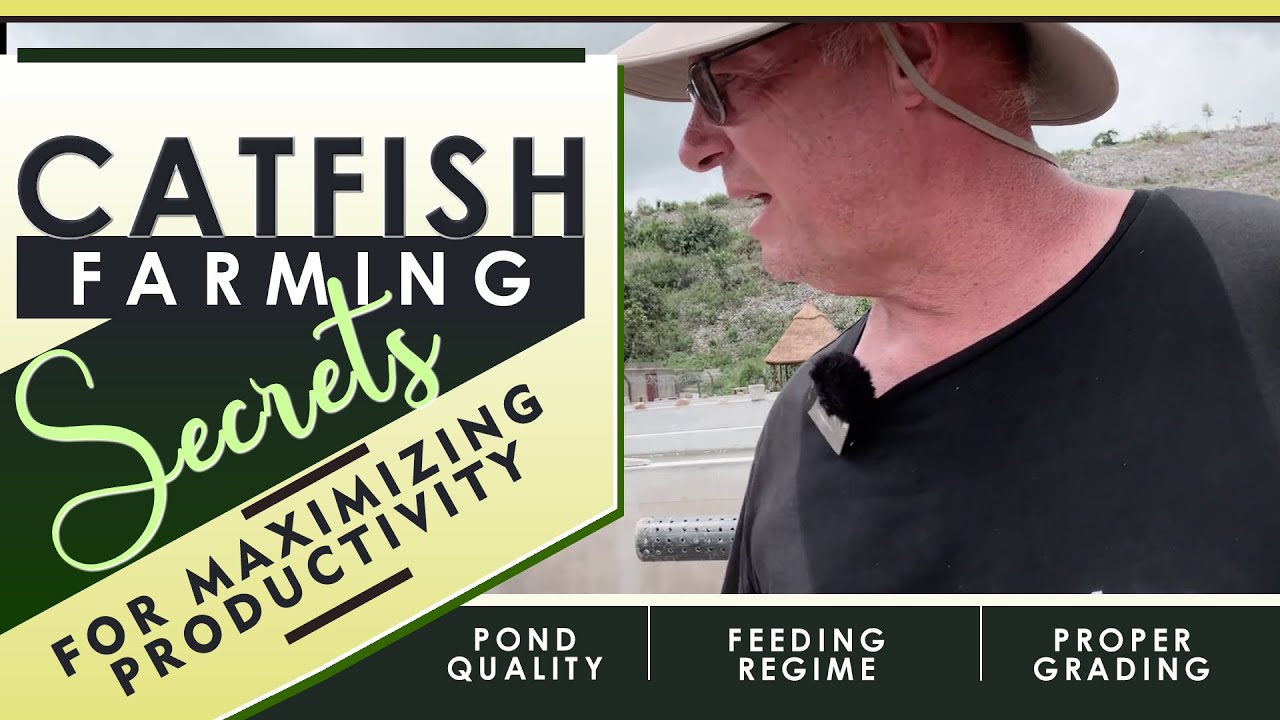 Catfish Farming Success Secrets  - Pond Quality | Feeding | Grading