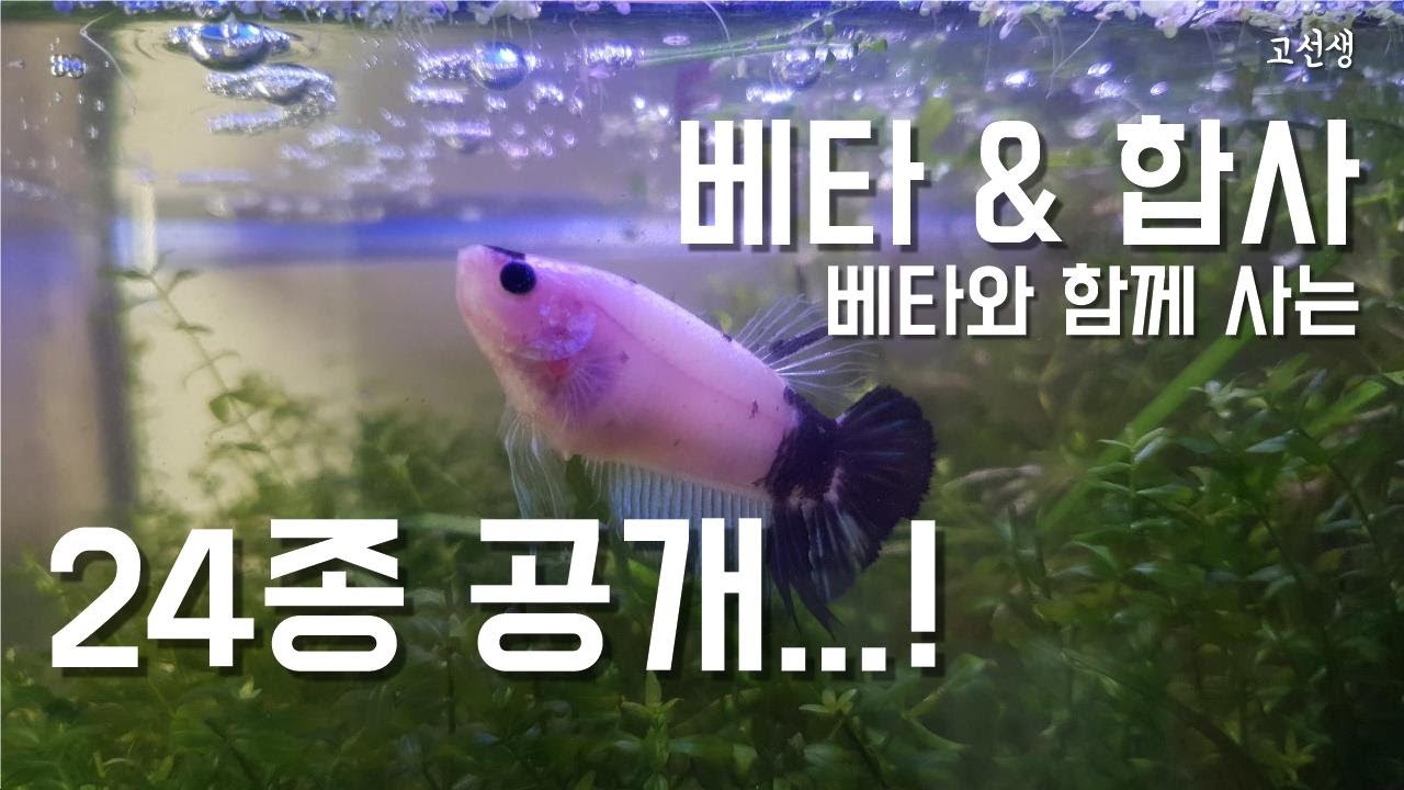 베타와 합사가능한  24종 대공개...! /#합사 #암컷항/ 물생활의 정석 -20