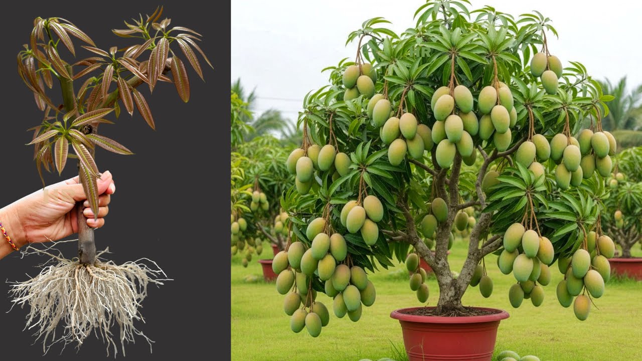 Unique Technique : For Grafting Mango Tree Cutting Faster With Aloe Vera, how to growing mango tree