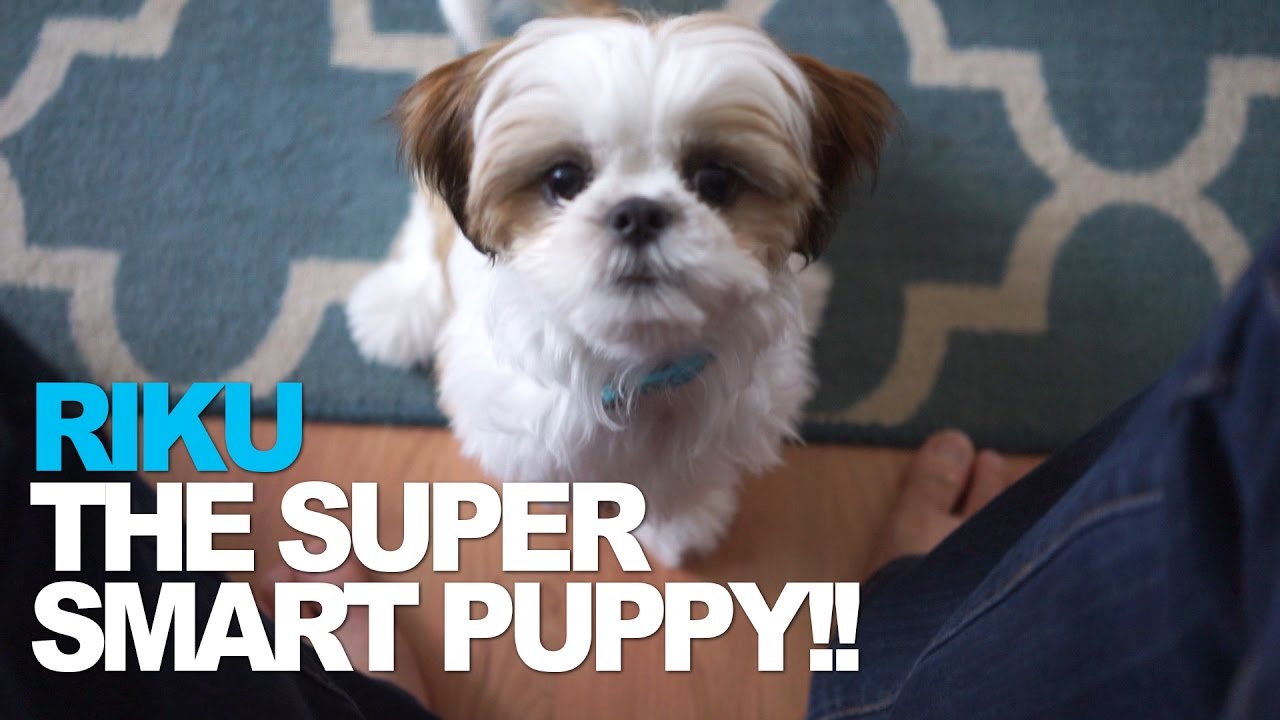 Smartest Shih Tzu puppy you'll ever see.