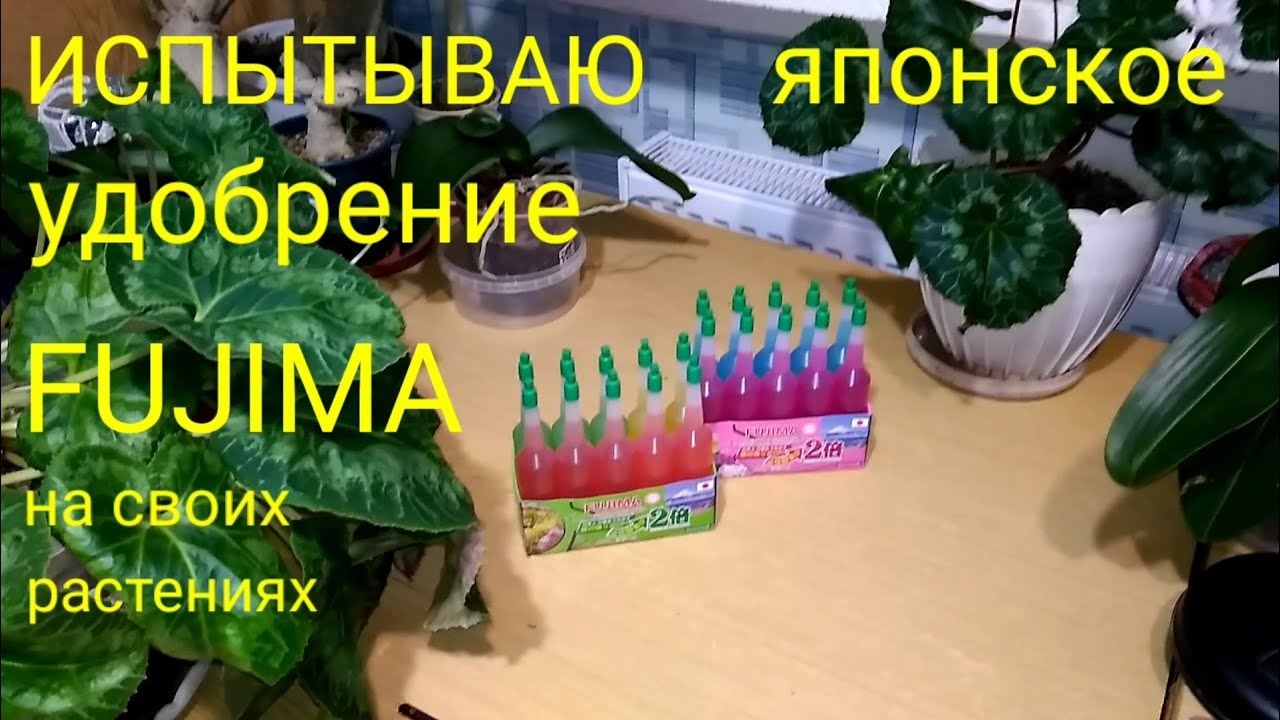 Испытываю японское удобрение FUJIMA на своих растениях: ЦИКЛАМЕНАХ, ФАЛЕНОПСИСАХ, АДЕНИУМАХ.