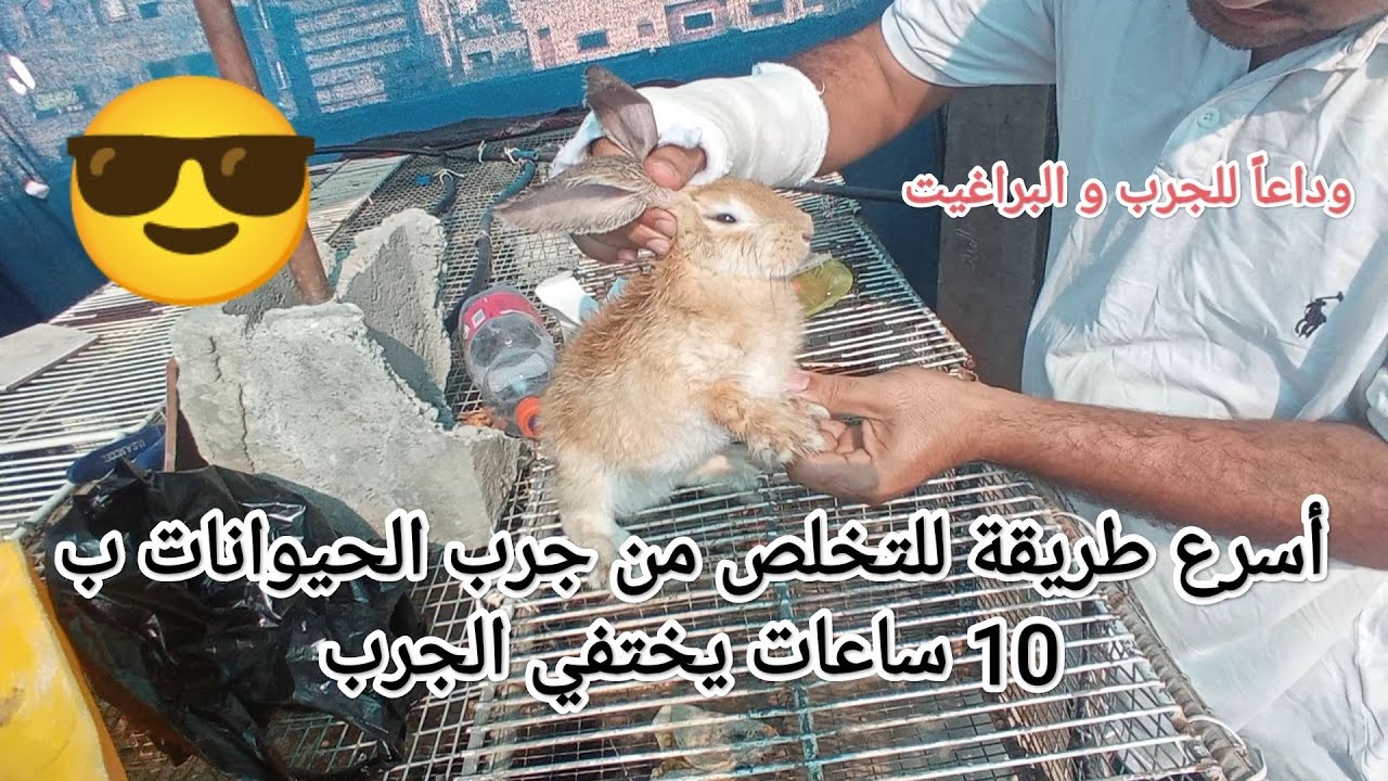 علاج جرب الأرنب  بمواد بسيطه / اسرع طريقه للتخلص من جرب الحيوانات
