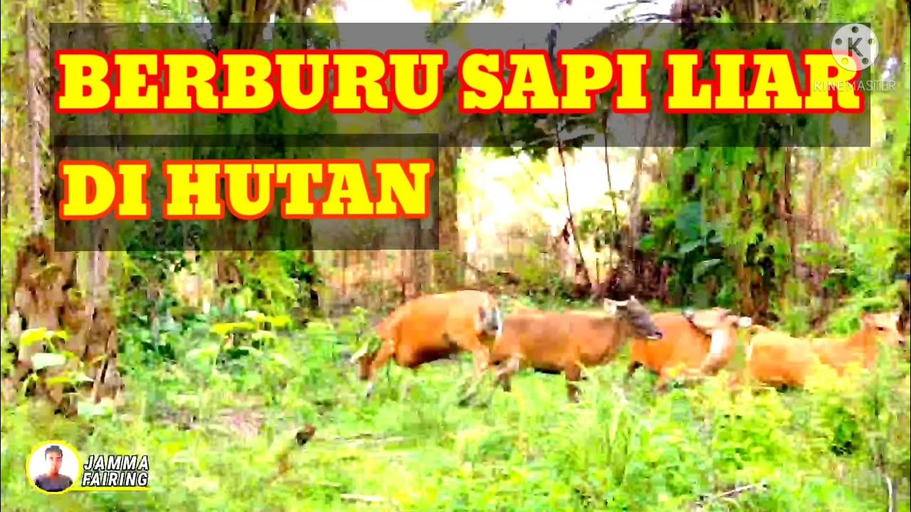 PENANGKAPAN SAPI LIAR YANG SANGAT SERUH