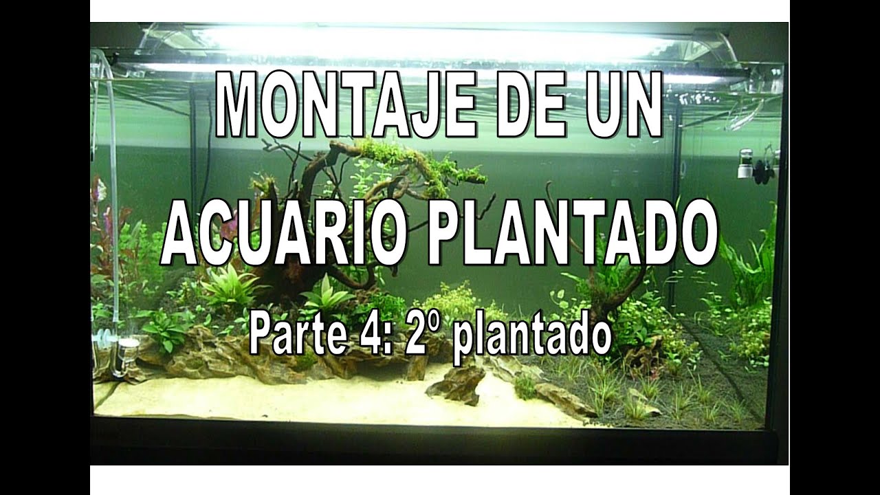 Evolucion de un acuario plantado parte 4  2º Plantado