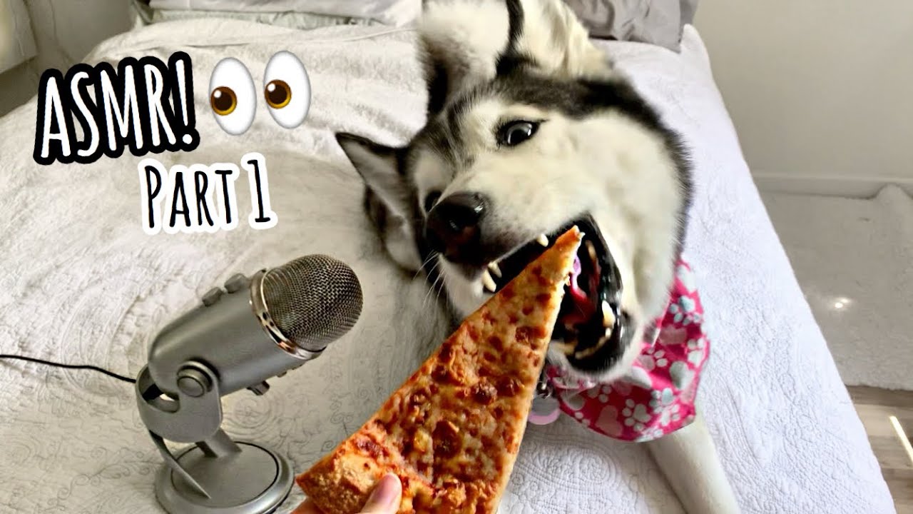 My Husky Reviews Food! ASMR 😍 Part 1