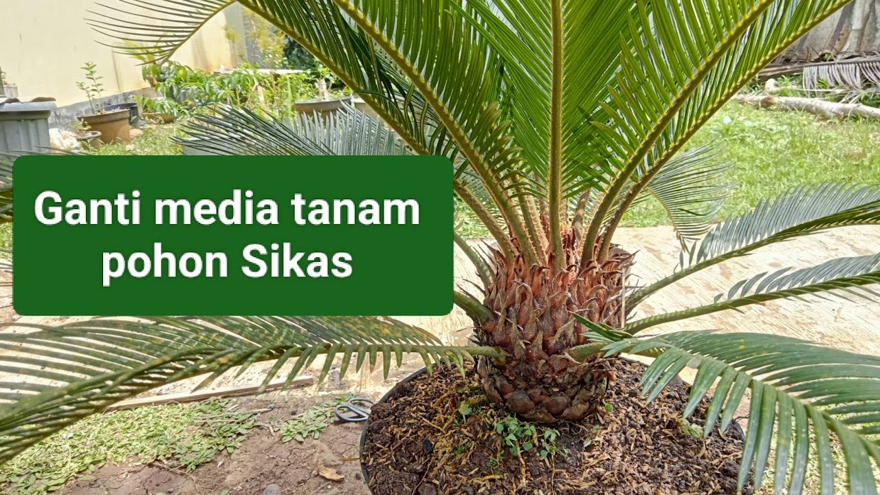 Cara mudah ganti media tanam pohon sikas  #sikas 