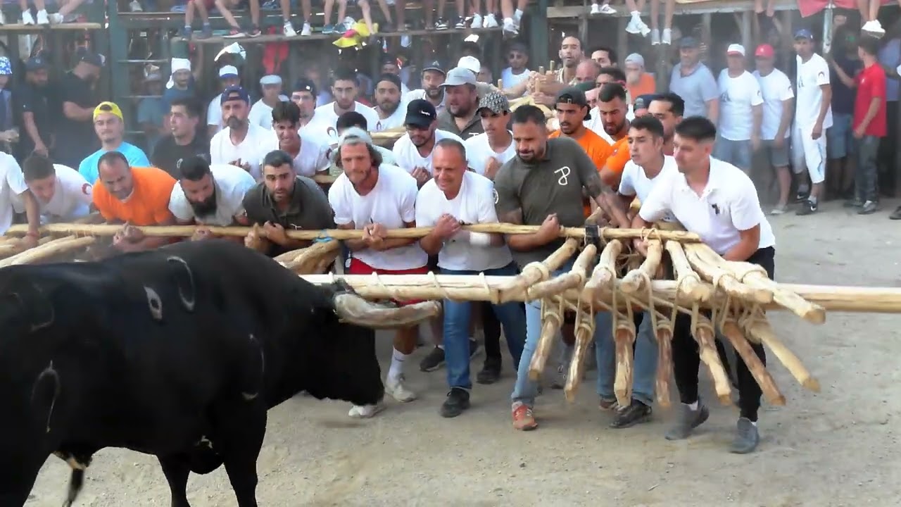 Capeia Raiana - 4.º Touro - Alfaiates (PT), 17-8-2024