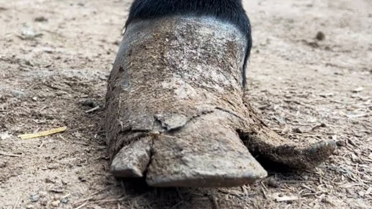 The Master Carefully Repaired The Donkey's Hoof, And The Donkey Cried Happily丨ASMR